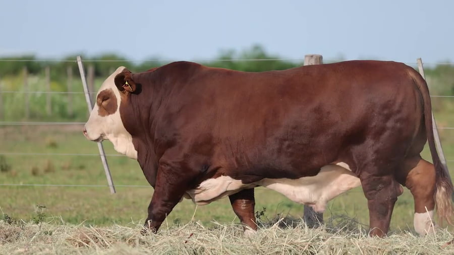 Lote Toros Braford - Cabaña El Cambio