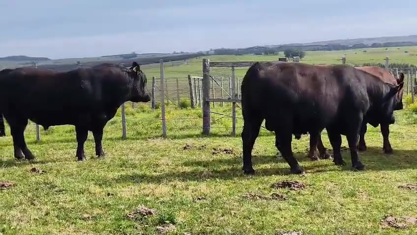 Lote Toros SA