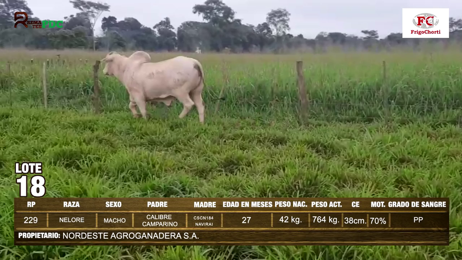 Lote Machos NELORE a remate en Expo Pioneros 23 de Mayo 2024 en Pioneros del Chaco S.A.