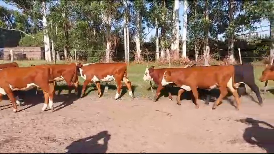 Lote 61 Terneros en Concordia, Entre Ríos