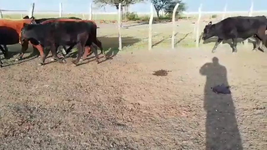 Lote 38 Vacas de invernar en Villaguay, Entre Ríos
