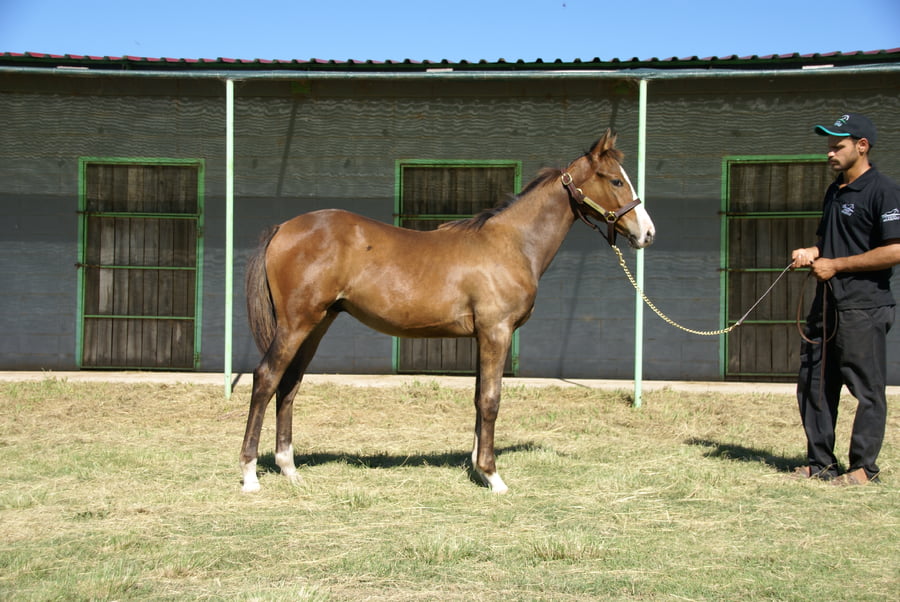 Lote VIRARO GREEN