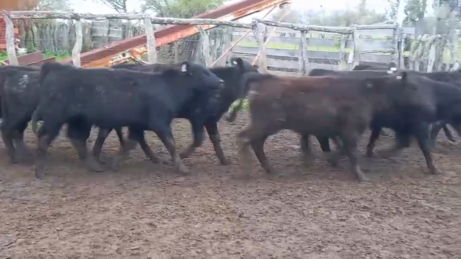 Lote 70 Terneros en Entre Ríos, Raices Oeste