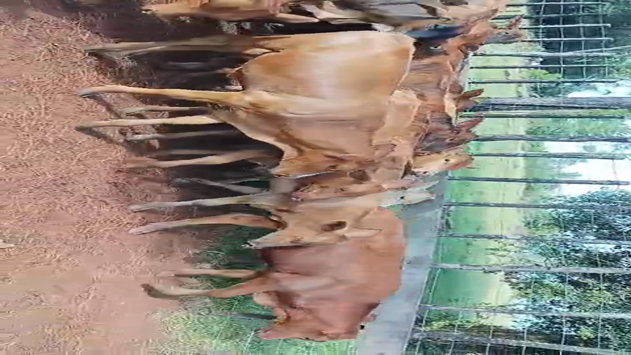 Lote 60 Terneros/as en Misiones, Posadas