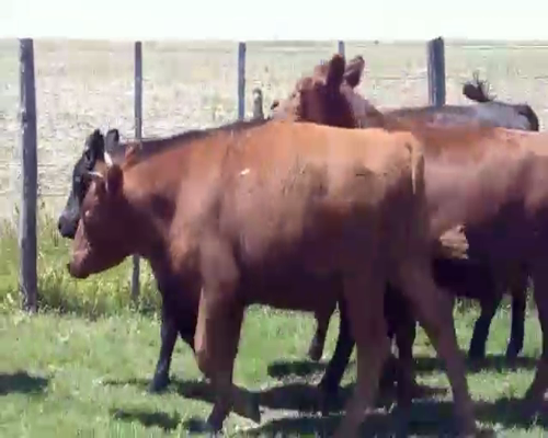 Lote 8 Novillitos en Pehuajó, Buenos Aires