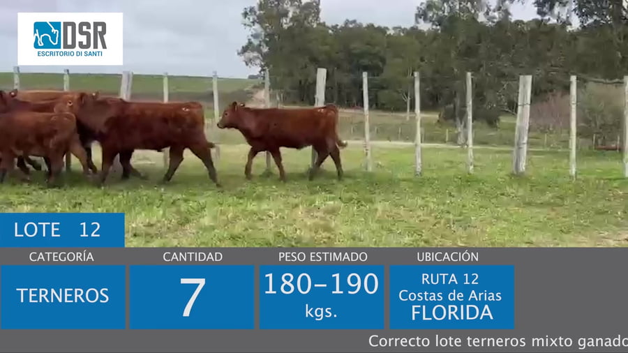 Lote Lote 12 - Ganado