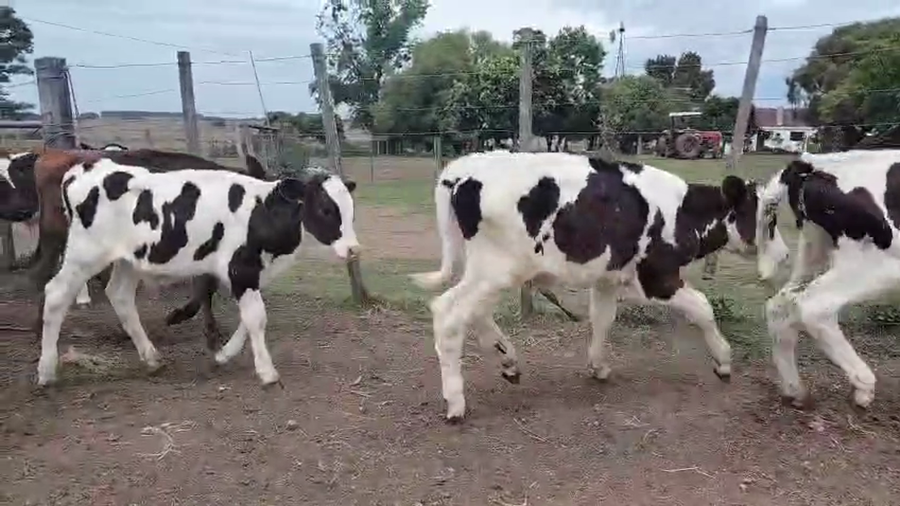 Lote 30 Terneros a remate en Pantalla Camy 70kg - , San José