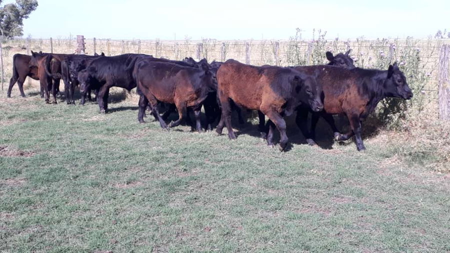 Lote 15 Terneros/as en arboledas, Buenos Aires