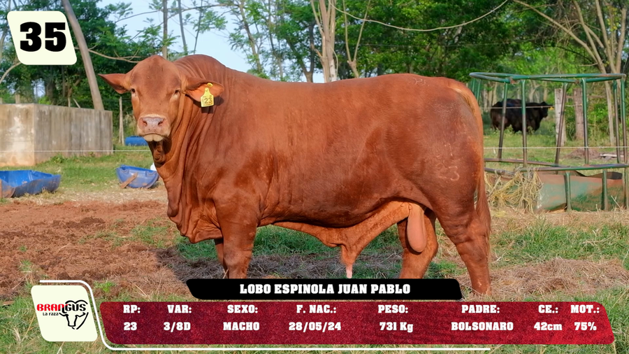 Lote LOTE 35 - DE CAMPO