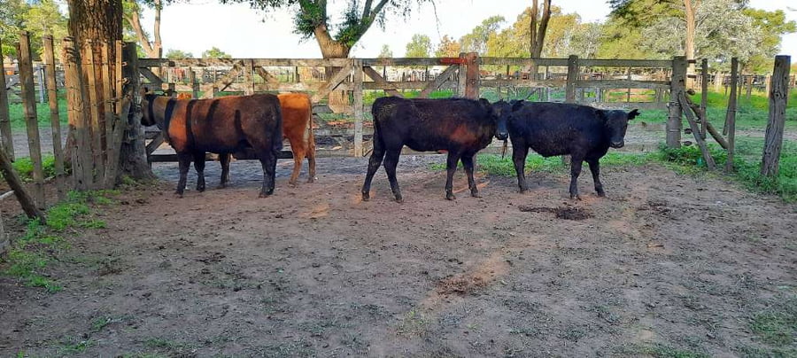 Lote 4 Terneras en Gral. Lamadrid, Buenos Aires