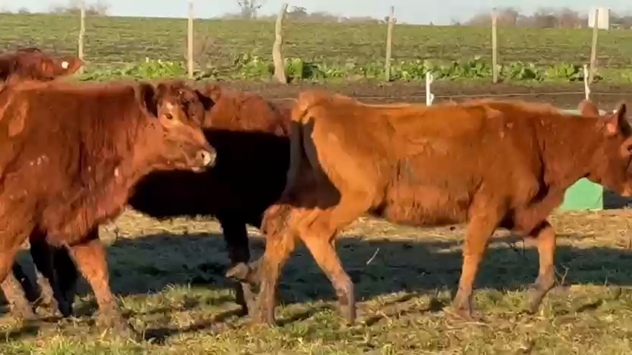 Lote 60 Terneras en Entre Ríos, Villaguay
