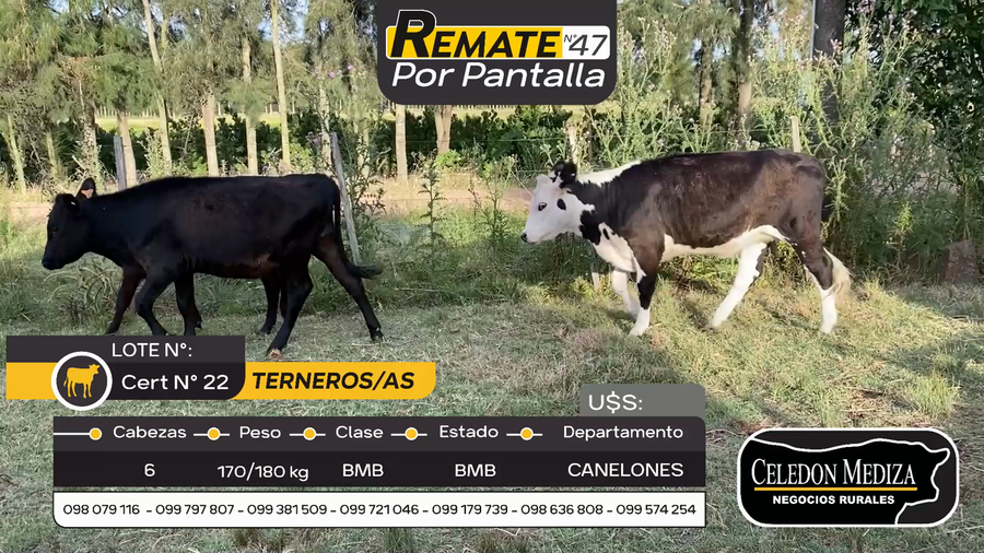 Lote 6 Terneros y Terneras en Otra Localidad, Canelones