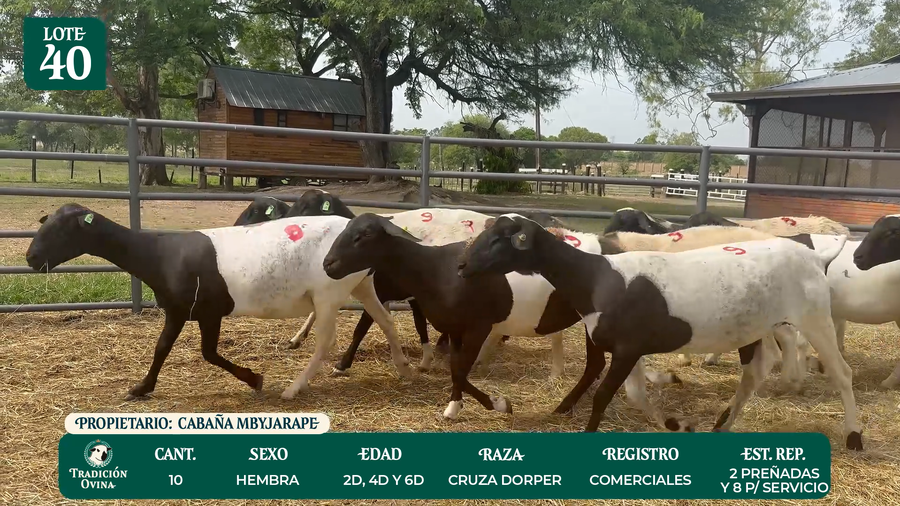 Lote LOTE 40 - POR PANTALLA