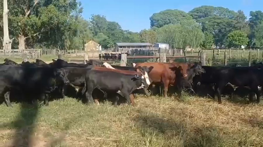 Lote 70 Terneros en Entre Ríos, Concordia