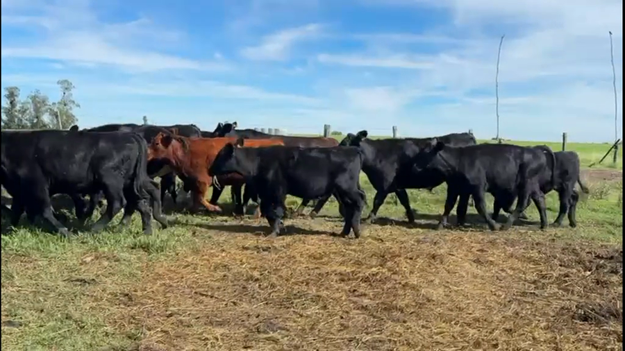 Lote NOVILLOS 1 a 2 AÑOS