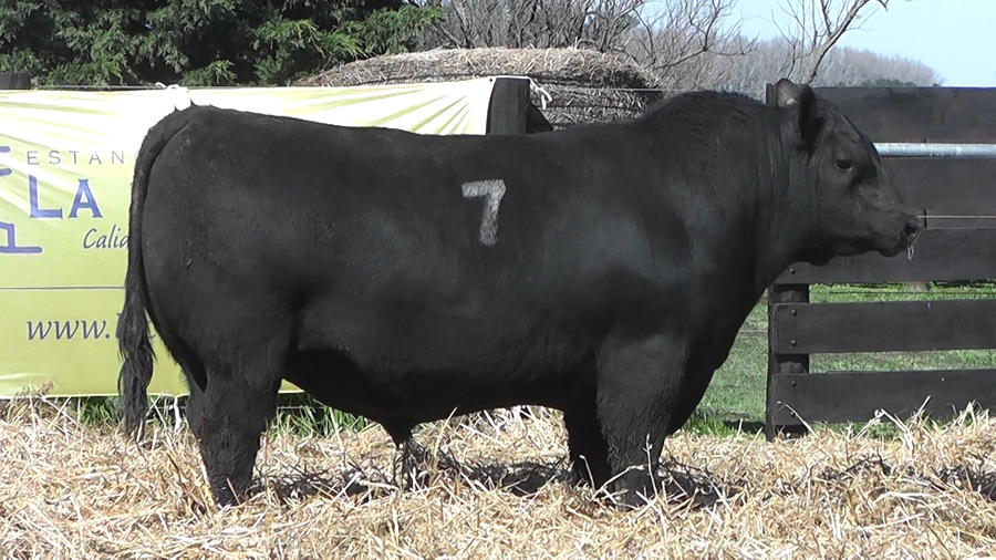 Lote TOROS ANGUS PURO CONTROLADO