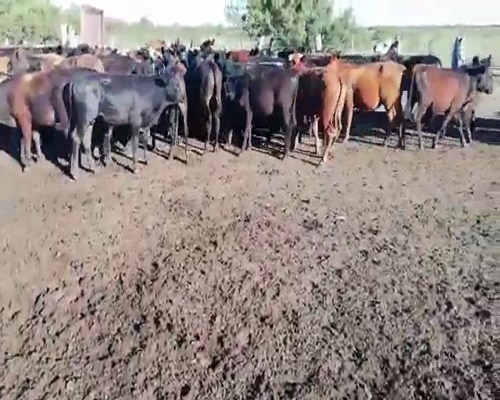 Lote 70 Terneros en Villaguay, Entre Ríos