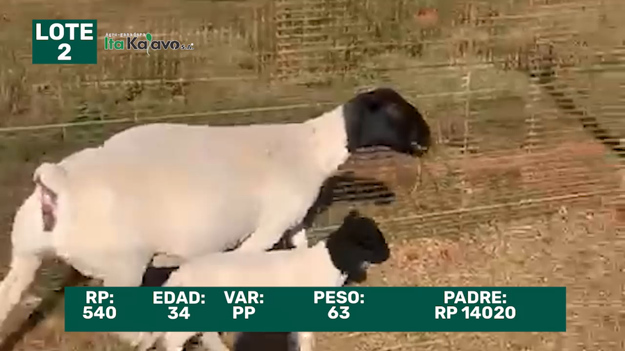 Lote LOTE 2