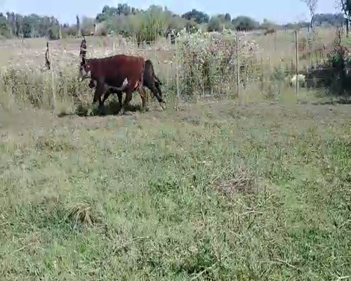 Lote 68 Terneras en Brandsen, Buenos Aires