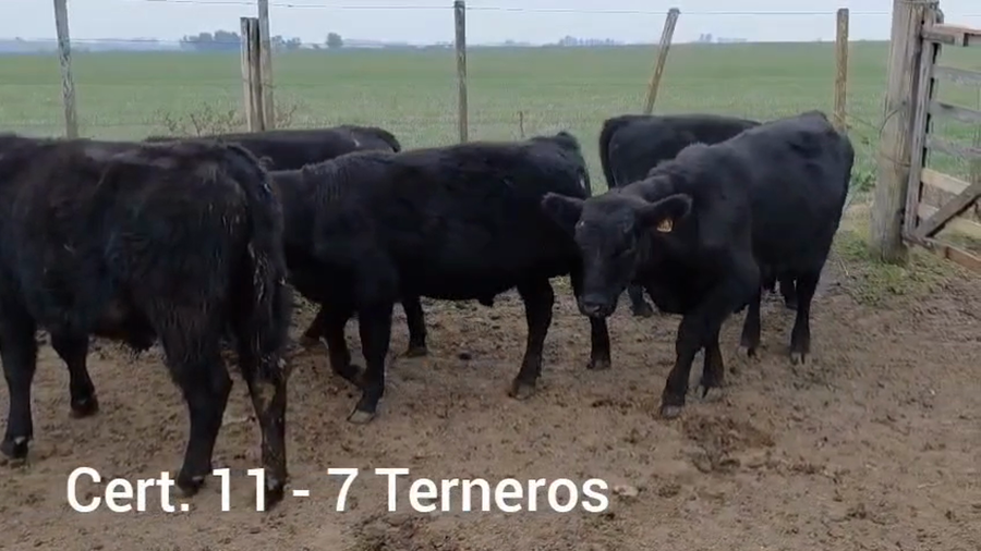 Lote TERNEROS