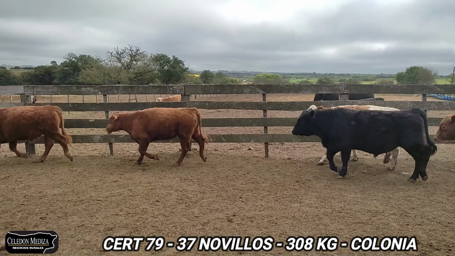 Lote 38 Novillos 1 a 2 años en Colonia