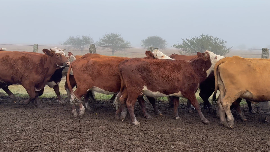 Lote 47 Vacas de invernar en Corrientes, Curuzú-Cuatiá