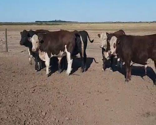 Lote (Vendido)9 Toros a remate en Primer Remate Virtual, Córdoba