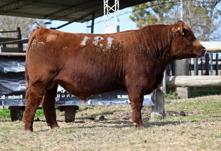 Lote TOROS PUROS CONTROLADOS