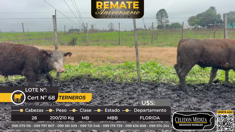 Lote 28 Terneros en Colonia