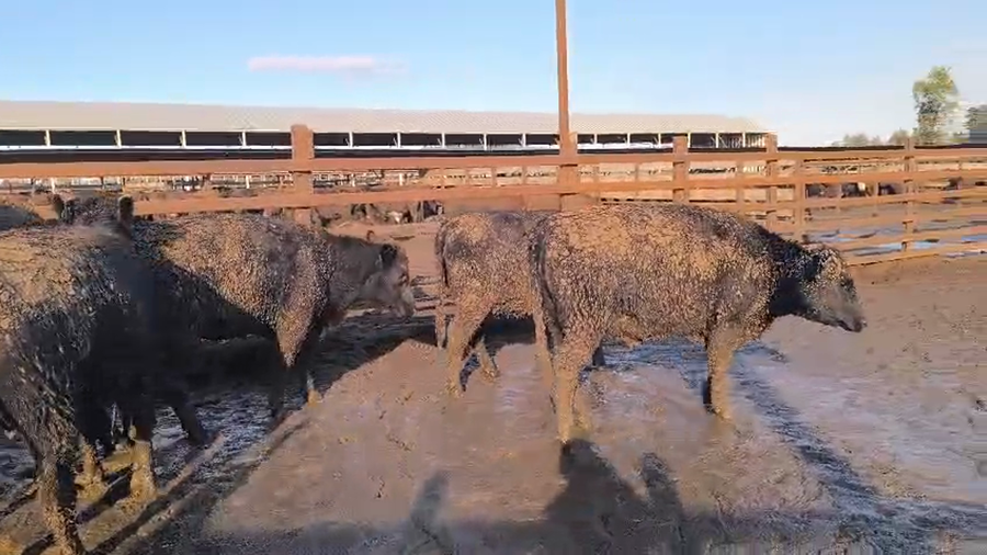 Lote 20 Vaquilla Gorda en Los Ángeles, VIII Región Biobío