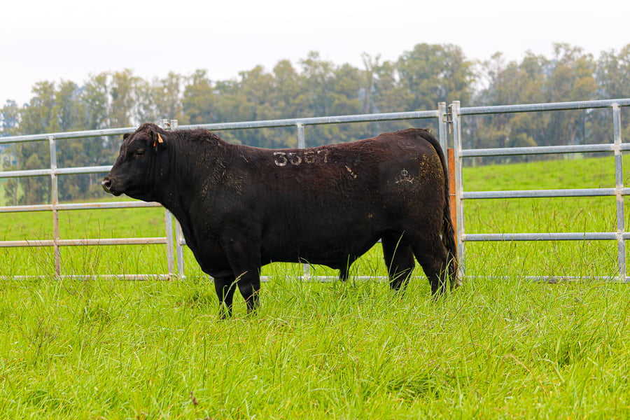 Lote ABERDEEN ANGUS SA - Angus NEGROS