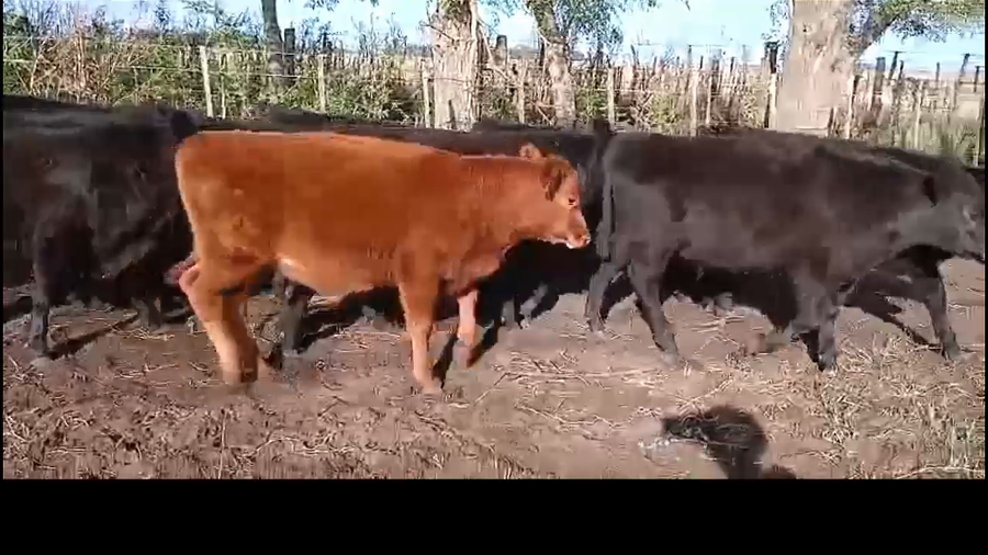 Lote 70 Terneros