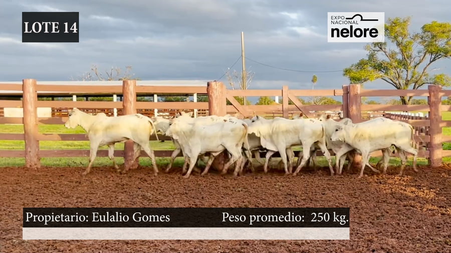Lote Expo Nacional Terneras - Lote 14
