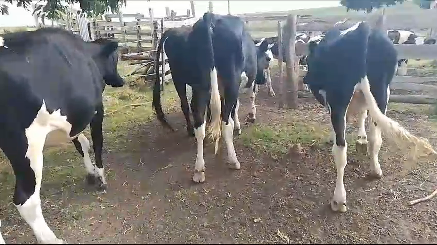 Lote 4 Novillos Holando Cruza a remate en Pantalla Camy en Mundo Azul