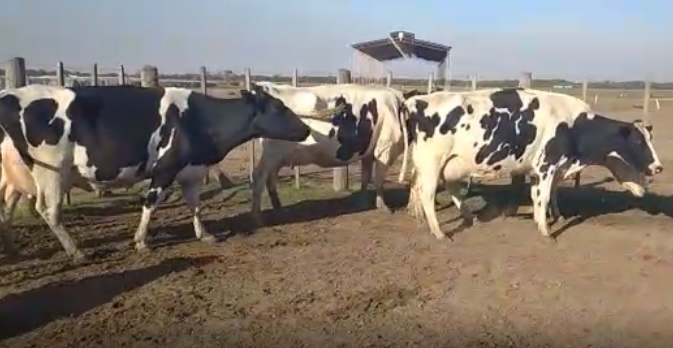 Lote 5 Vacas en Humberto 1º, Santa Fe