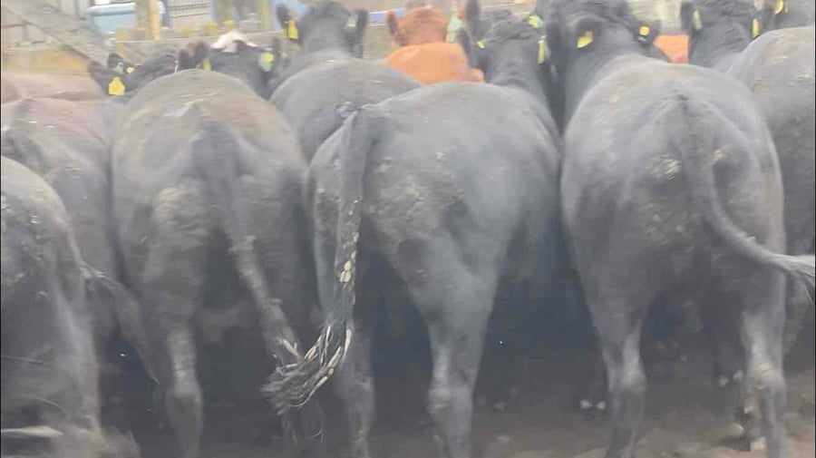 Lote 28 Novillo Gordo en Río Bueno, XIV Región Los Ríos