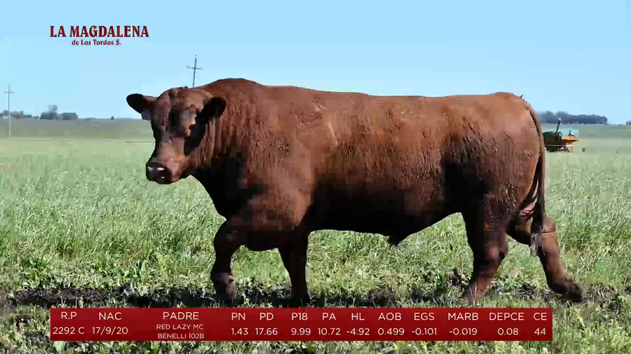 Lote Toros a remate en La Magdalena y San Carlos, Artigas