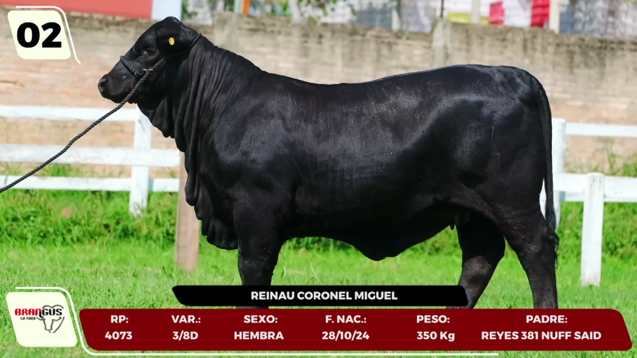 Lote LOTE 2 - JUNIOR