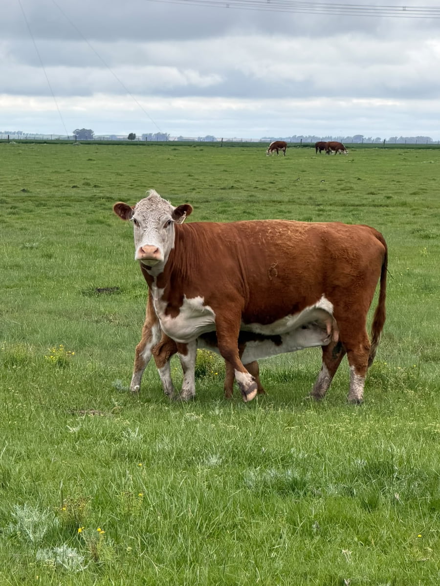 Lote 40 Vacas con Cría
