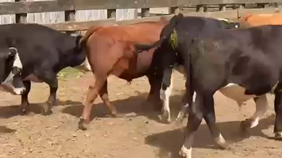 Lote 20 Novillo Engorda en Osorno, X Región Los Lagos