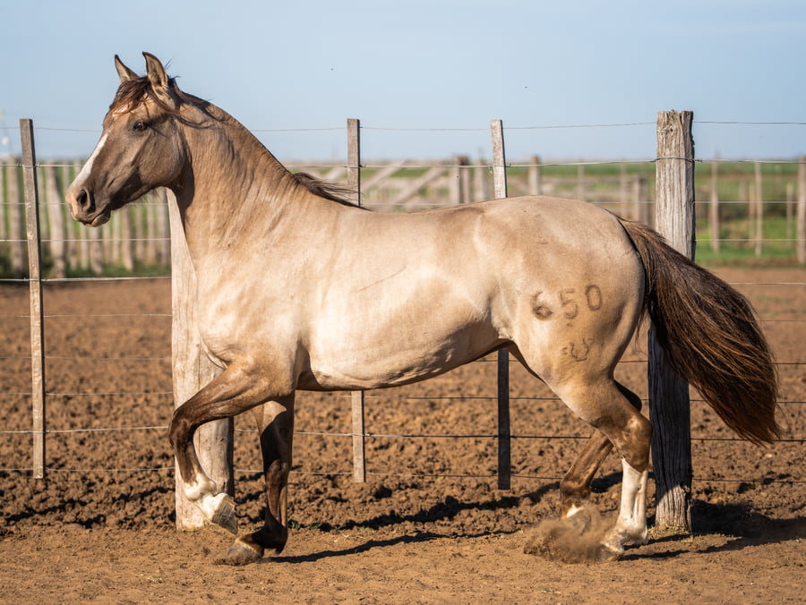 Lote Del Goyaz Espuela