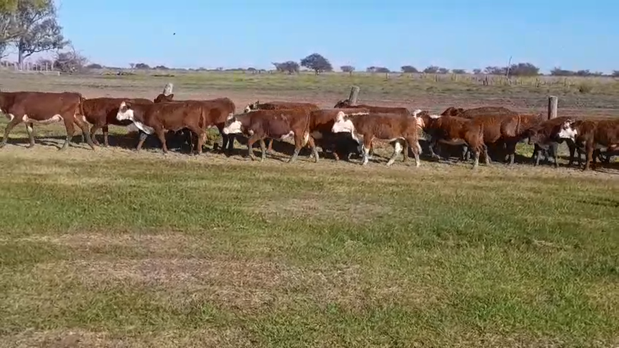 Lote 140 Terneras