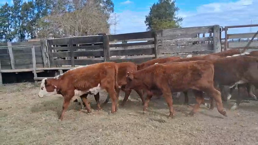 Lote 19 Terneras Braford en Gdor. Crespo, Santa Fe