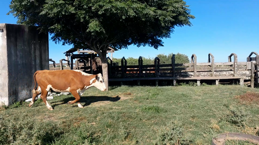 Lote 20 Vaquillonas C/ gtia de preñez en Corrientes, Curuzú-Cuatiá