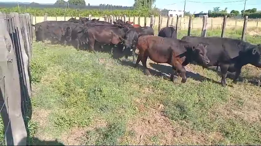 Lote 31 Terneros