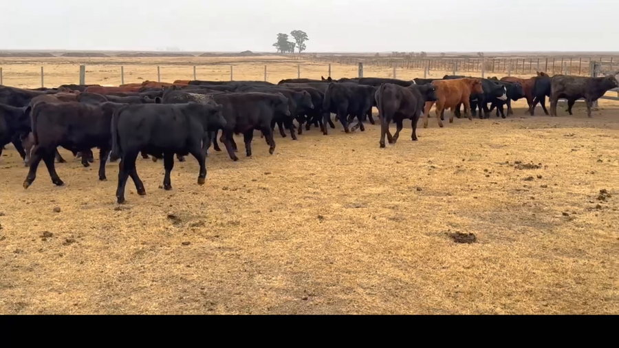 Lote 80 terneros