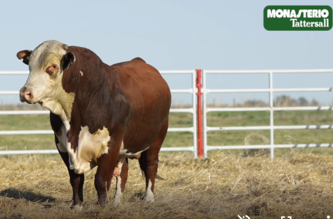 Lote TOROS GENERALES, CONTROLADOS Y REGISTRADOS