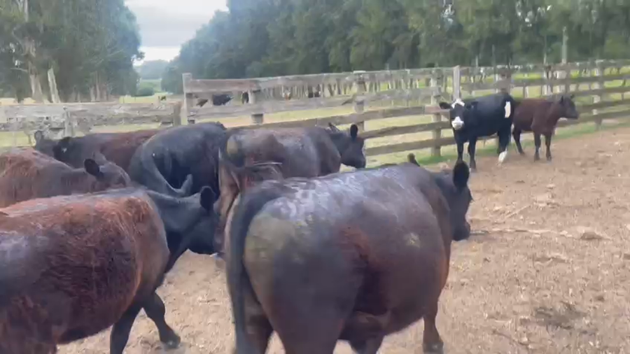 Lote 12 Terneros Angus