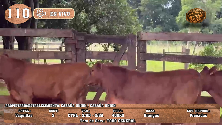 Lote LOTE 110 -EN VIVO