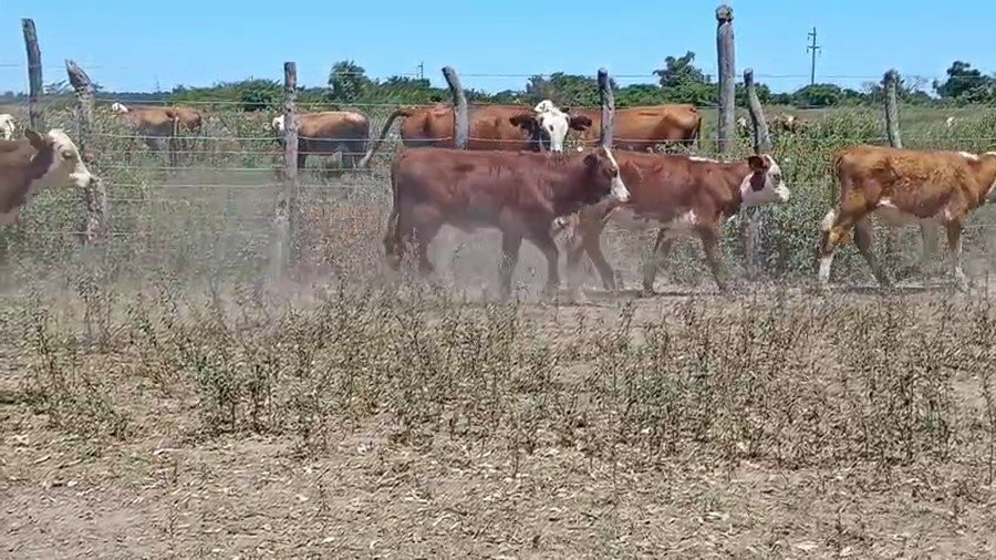 Lote 80 Terneros/as en Corrientes, Saladas